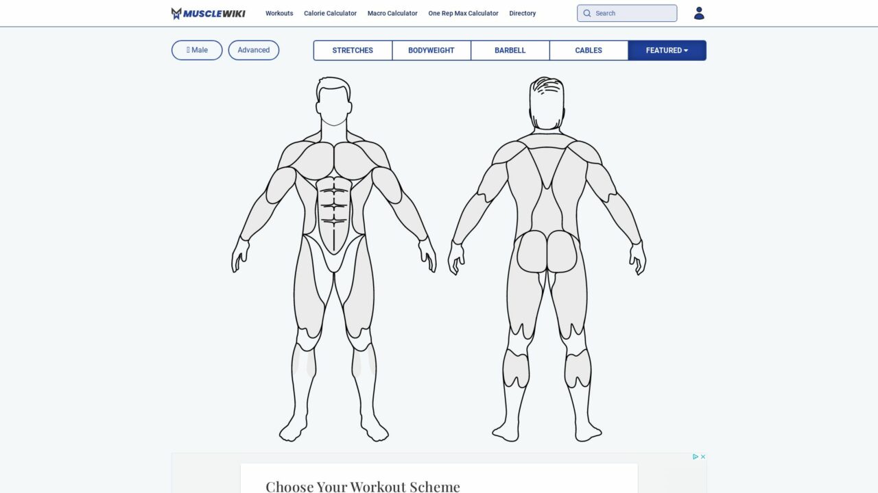 MuscleWiki Simplify Your Exercise Routine Futureen
